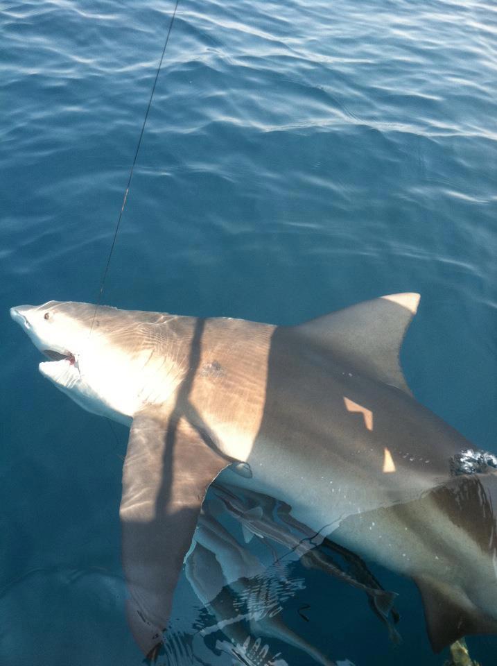 Destin Shark Fishing Charter with Reel Deal Charters - TripShock!