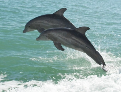 Caribe Cruiser Dolphin Tours Orange Beach
