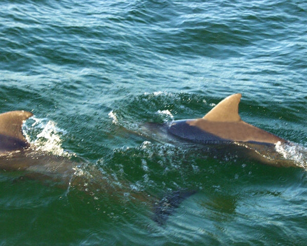Best Dolphin Tour Gulf Shores Best Dolphin Tour Gulf Shores