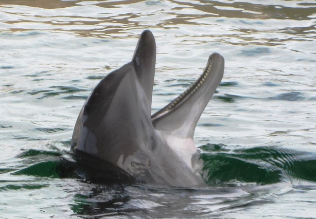 Myrtle Beach Jet Ski Eco Tour Dolphin Encounter Tripshock Myrtle Beach Jet Ski Eco Tour Dolphin