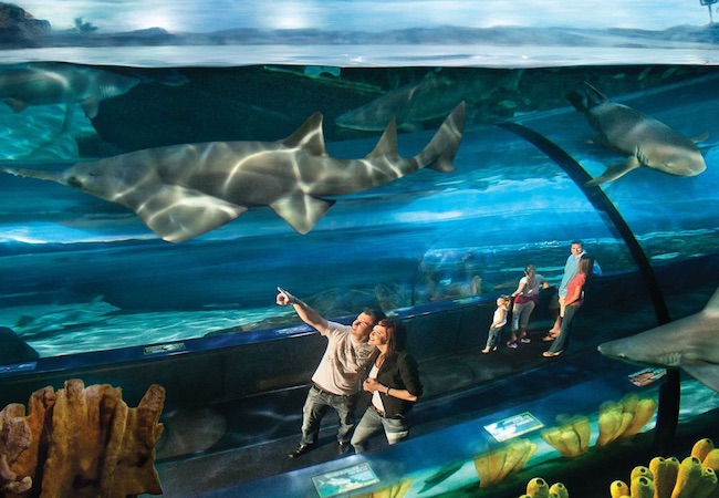 Excellent 51 Reviews Of Ripley S Aquarium Myrtle Beach Aquarium Of Myrtle Beach