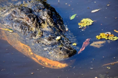 Adventures of Jean Lafitte Swamp Tour with Optional Transportation from New Orleans