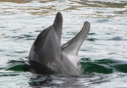 Dolphin Cruise with Tampa Water Taxi