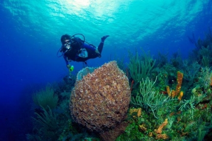 Beginner Scuba Diving Tour Key West