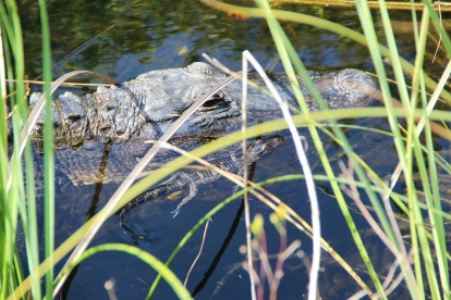 Cajun Pride Swamp Tours with Lunch by United Front Transportation Services