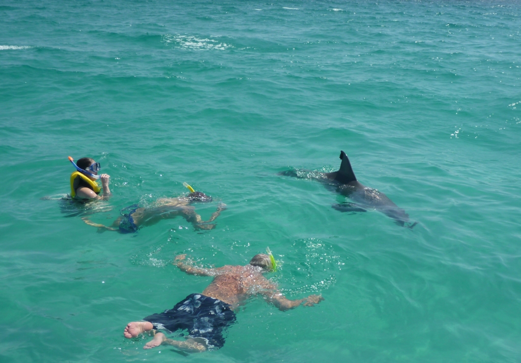 4 Hour Shell Island Dolphin Swim Experience Tripshock